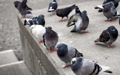 Keeping Hospitals Safe: The Importance of Bird Control