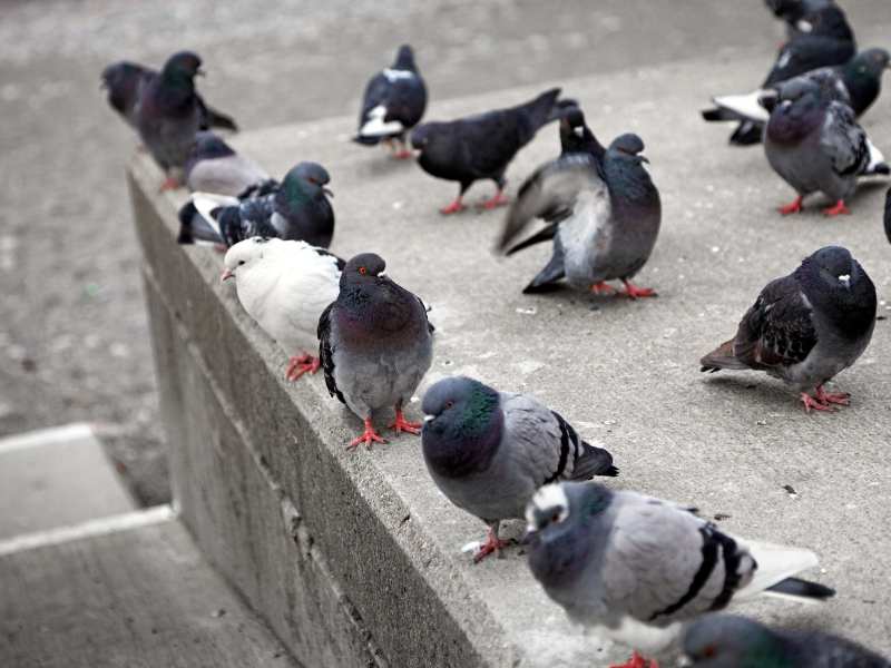 Keeping Hospitals Safe: The Importance of Bird Control