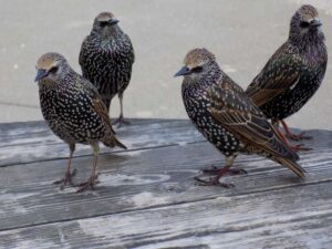 Starlings