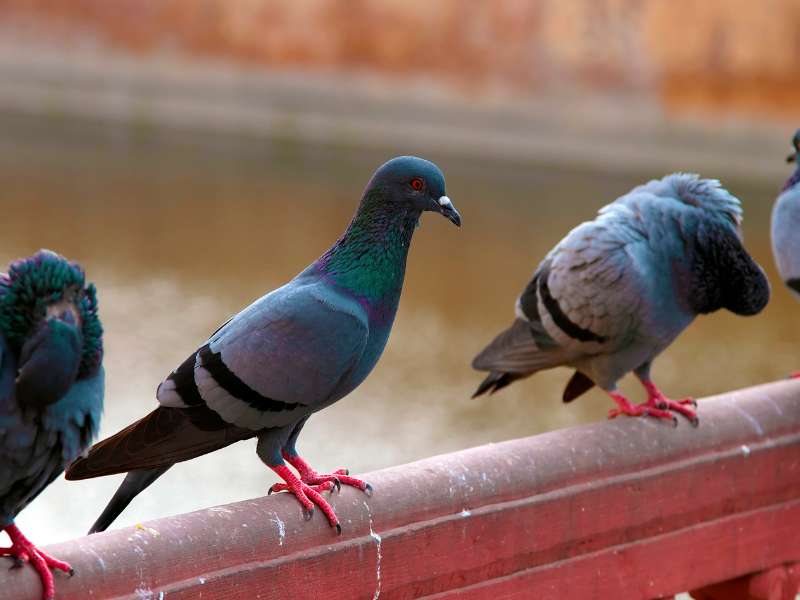 The Ultimate Guide to Bird Control Dover Kent