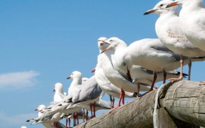 The Ultimate Guide to Bird Control for Homes and Businesses in Dover, Kent