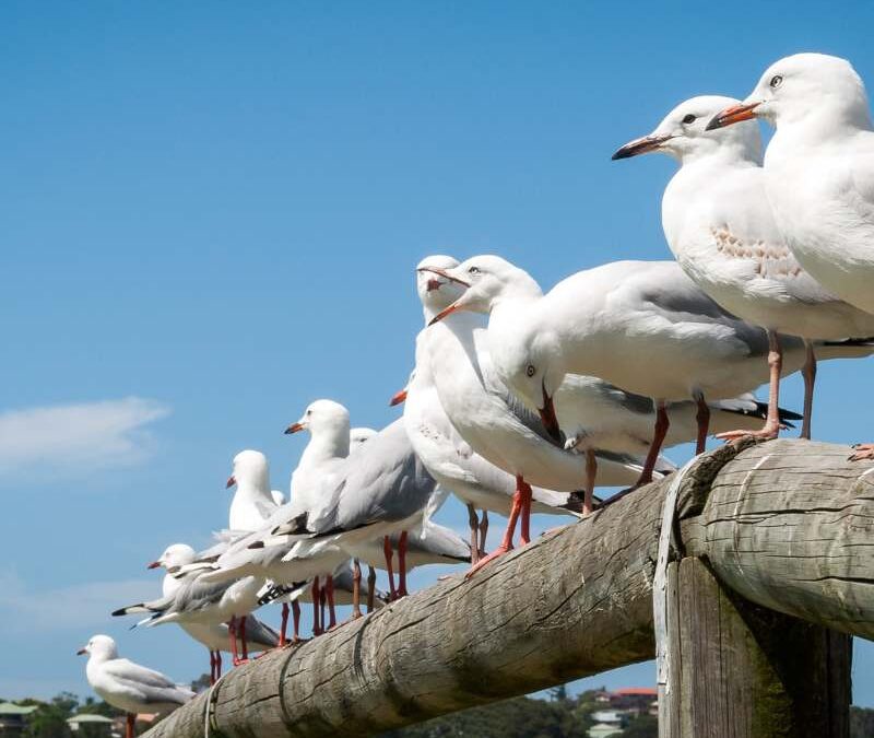 The Ultimate Guide to Bird Control for Homes and Businesses in Dover Kent