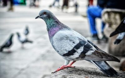 The Significance of Implementing Bird Control Strategies in Shopping Centres