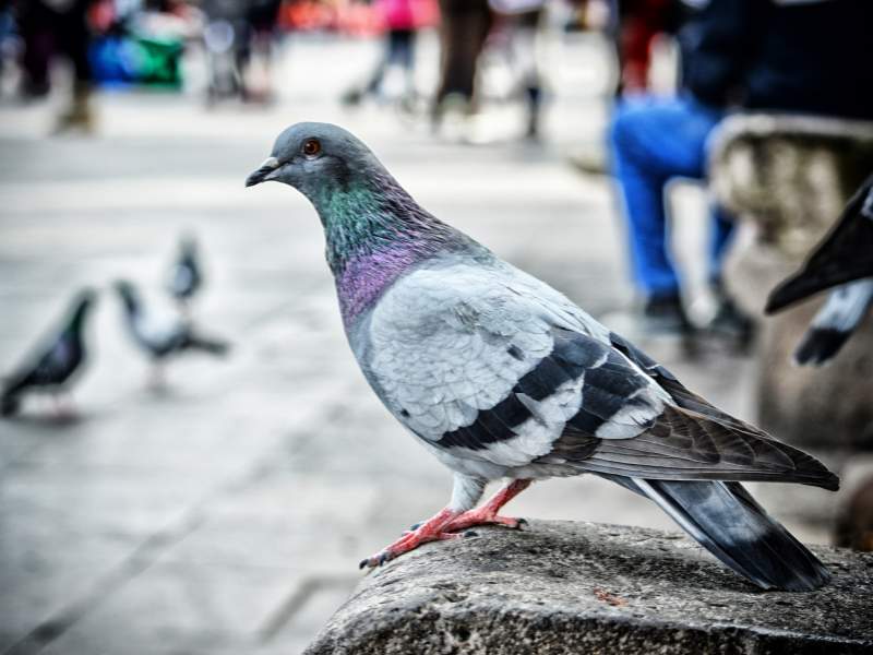 The Significance of Implementing Bird Control Strategies in Shopping Centres