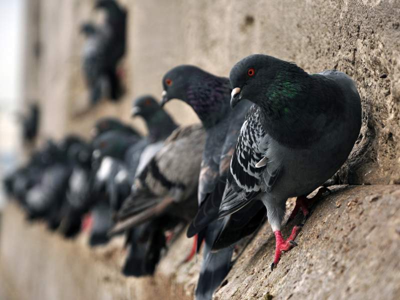 Pigeon seagull control Tonbridge
