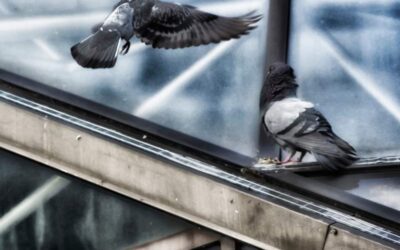 The Impact of Pest Pigeons on Your Business