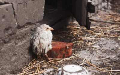 Bird flu advice in the UK and what to do
