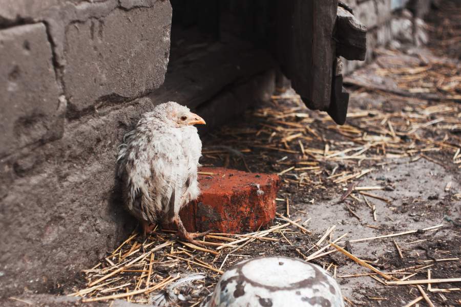 Bird flu advice in the UK and what to do