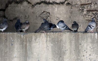 Deterrent for pigeons
