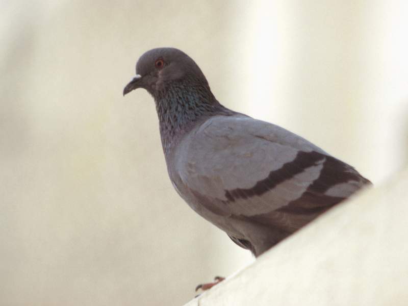 The Benefits of Professional Bird Control Services