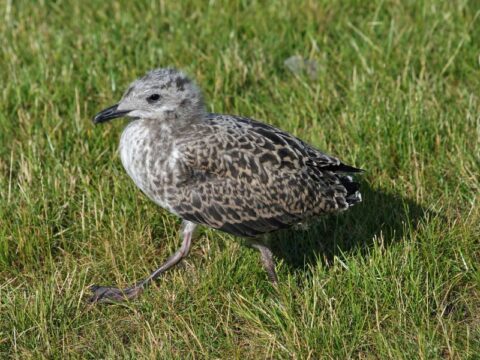what-to-do-if-you-find-a-baby-seagull-in-your-garden