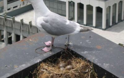 How to Prevent Seagull Nesting on Your Commercial Building Roof