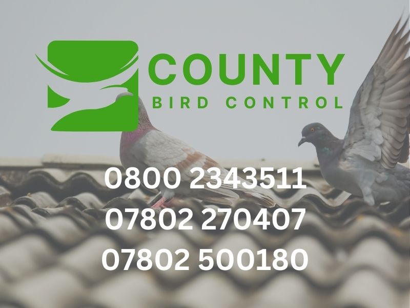 Best Bird-Proofing Solutions in Kent with County Bird Control