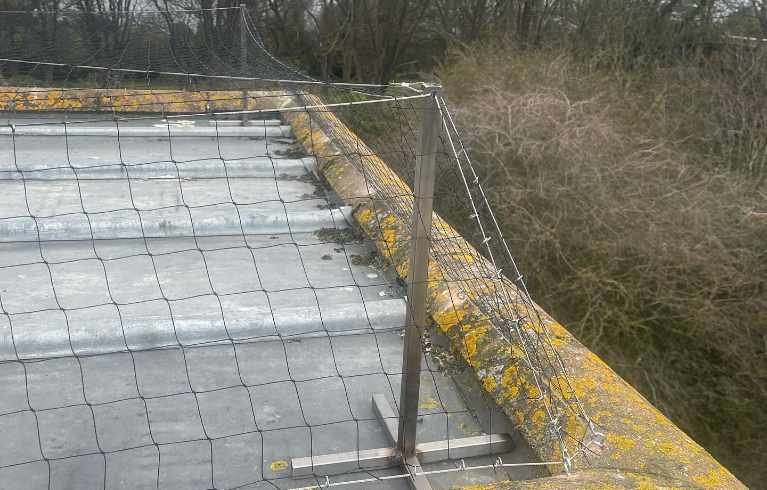 How to Stop Seagulls Roosting on Your Roof in Kent