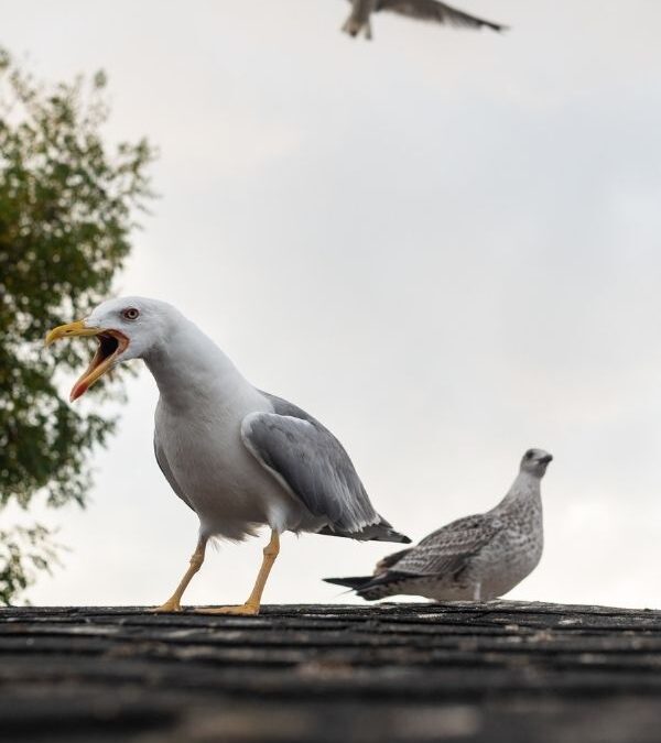Why Seagulls Are Becoming a Problem for Coastal Towns in the South East