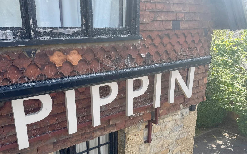 How to Choose the Right Bird Control Company in Kent